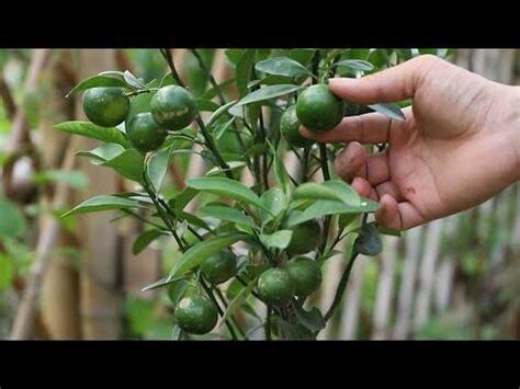 橘樹 象徵